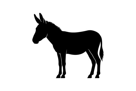 vector illustration of a donkey
