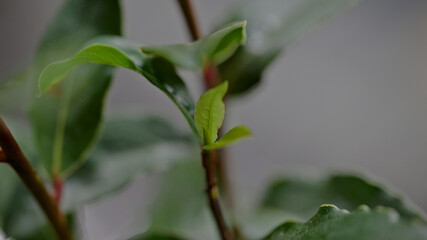 Obraz premium Fresh new growth emerging on bay laurel plant