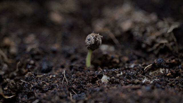 Labisia obtusifolia seedling emerging with seed coat attached