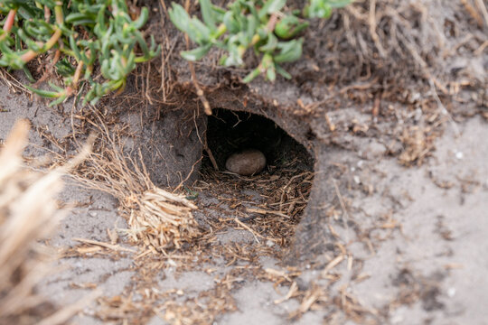 Little Penguin (Eudyptula minor) egg inside a nesting burrow near Bicheno, Tasmania