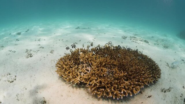 Humbug Damselfish Swimming Above Branching Coral in Kenya