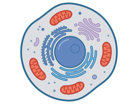 Educational vector diagram of animal cell structure with organelles nucleus and mitochondria cell biology science education organelles mitochondria cytoplasm microscopic microscope education