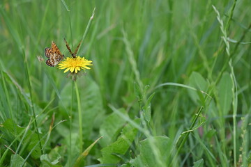 Orange Fritillary Butterfly Perched on Yellow Dandelion Flower in Green Grass, Spotted Insect Pollinating Taraxacum Officinale Wildflower in Summer Meadow, Macro Nature Photography Background © Ljiljana