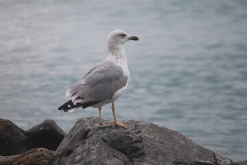 Fototapeta premium Seagull standing on a rock by the sea and looking away. Close-up profile view of a wild gull bird on a rocky coast.