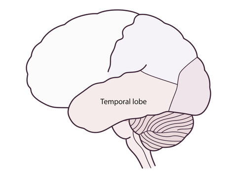 Human brain anatomy diagram highlighting the temporal lobe area with central nervous system medical illustration white background neurology neuroscience psychology cognitive function cerebrum