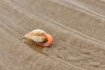 White cockle using its foot to move around the shore © Lucia Tieko