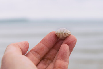 Small common white cockle © Lucia Tieko