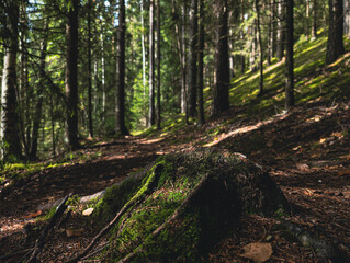 Mossy tree roots on trail in sunlit coniferous pine forest © Dim