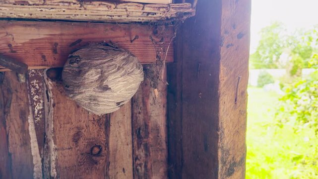 A large hornet nest hangs inside a dark wooden shed. A bright green garden is visible outside. This tense and unsettling scene evokes a sense of caution and quiet dread.