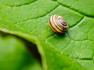 Small banded land snail resting on a large green leaf with visible natural texture and veins, photographed outdoors on June 14, 2026. Shallow depth of field creates a soft green foreground and natural © Dorota