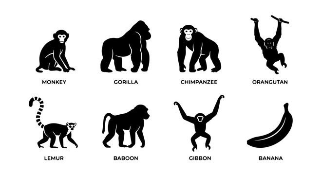 Primate Silhouettes Collection: Monkey, Gorilla, Chimpanzee, Orangutan, Lemur, Baboon, Gibbon Icons, and Banana Vector Graphic