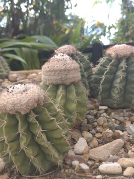 Group of Turk's cap cacti with pink cephalium crowns