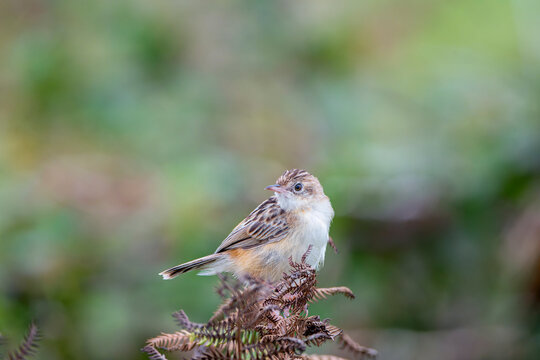 Zitting Cisticola perched on a bush on the Cantabrian coast in Asturias.