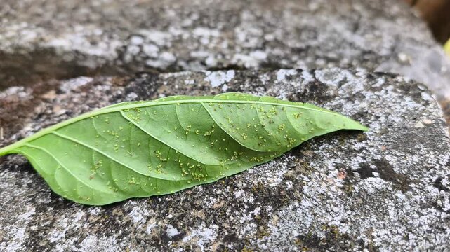 A detailed close up macro view of a green plant leaf heavily infested with a colony of small green aphids on a textured stone surface.