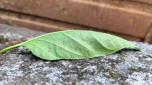 Green aphids colony on pepper leaf close up