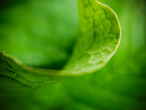 Close-up macro view of a curled green leaf with visible veins and fine texture, photographed outdoors on June 14, 2026. Selective focus and shallow depth of field create a soft abstract green nature b