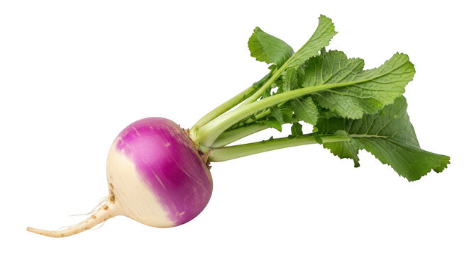 Fresh purple turnip with green leaves isolated on transparent background