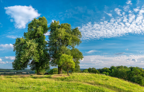Summer landscape with two old linden trees on top of a hill, Thuringia, Germany 