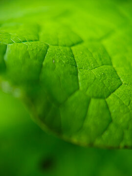 Close-up macro view of a fresh green leaf showing detailed veins, natural geometric structure and organic texture, photographed outdoors on June 14, 2026. Selective focus creates a soft abstract botan
