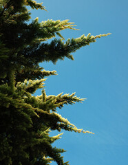 pine tree branches against blue sky