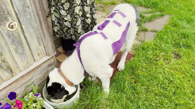 A white and black dog wearing a purple support harness drinks water from a bucket on the green grass. This tender moment evokes empathy and care.