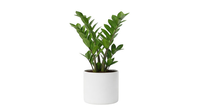 Green zz plant in a white pot isolated on transparent background
