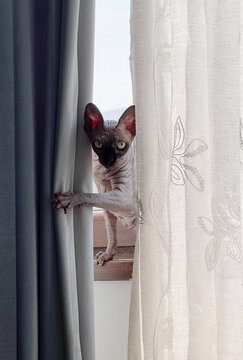 Hairless Cat Peeking Through Curtains