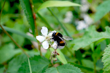 Earth bumblebee (Bombus terrestris) on a white blackberry flower in the forest © Less Nick