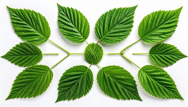 Fresh raspberry leaves arranged naturally on white background