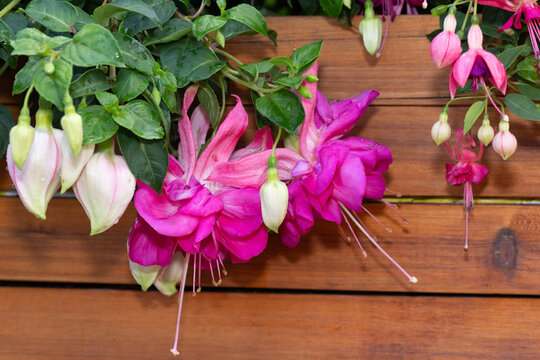 Bella Rosella and Paula Jane Fuchsias, in August, 2026.