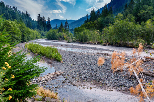 Trees And White River 3