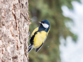 A tit is looking for food on a tree trunk. © Dmitrii Potashkin