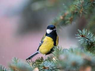 Cute bird Great tit, songbird sitting on the fir branch © Dmitrii Potashkin