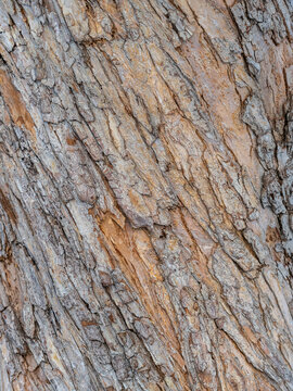 The texture of the bark of an old apple tree