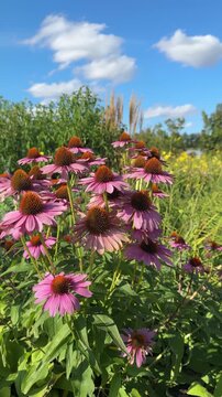 Pink echinacea in full bloom growing in flower garden in summer at daytime on a summer day under bright blue sky. Purple coneflower herb famous antioxidant , medical plant used for treatment diseases