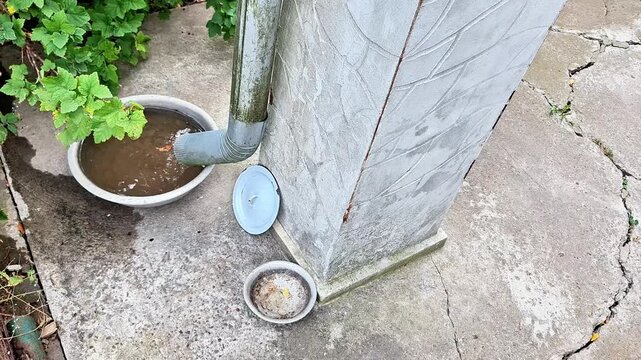 Rainwater flows from a downspout into a garden basin beside a weathered wall. A quiet outdoor scene showing natural water collection, plants, concrete, and everyday surroundings