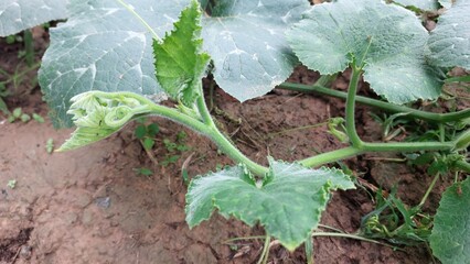 Young pumpkin plant with green leaves and tendrils growing in soil at organic farm © Prasop Meeprom