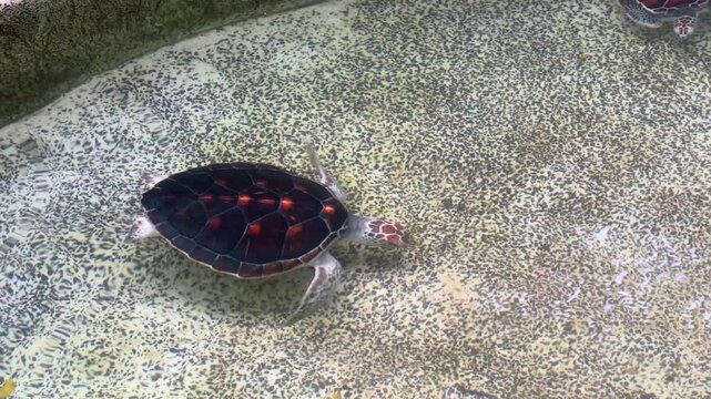 Yong sea turtle swimming in a clear rescue pool at a marine conservation nursery. This wildlife rehabilitation image features the endangered animal preparing for ocean release, offering copy space.