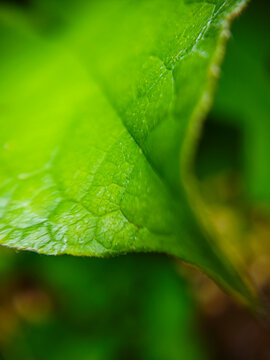 Close-up macro view of a fresh green leaf showing natural veins, surface texture and curved organic form, photographed outdoors on June 14, 2026. Shallow depth of field creates a soft abstract botanic