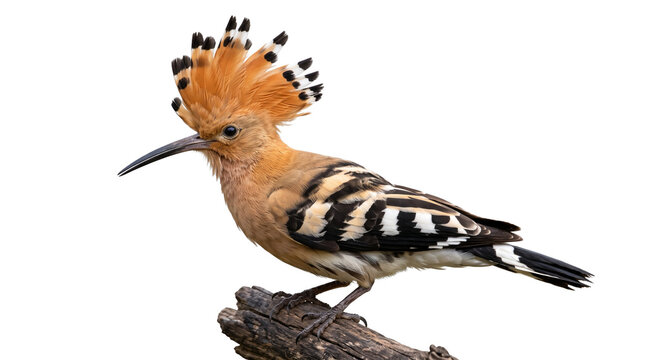 Hoopoe bird with orange crest on white background. Exotic Upupa epops perched on wood. Wildlife portrait of bird with striped wings.
