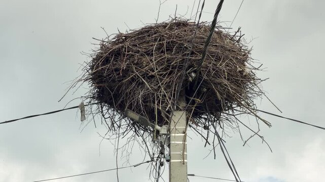 A large bird nest rests on a concrete utility pole high in the sky. Power lines cross the structure on an overcast day. This quiet, solitary environment feels calm yet bleak.