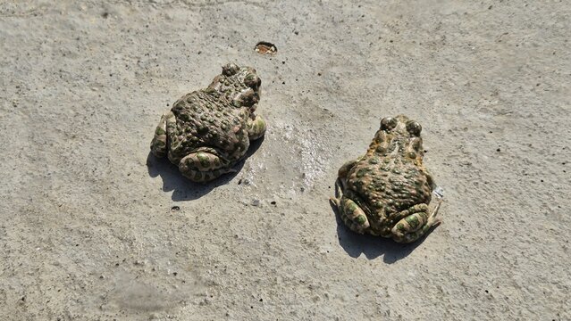 Two speckled green-and-brown toads sitting on a gray concrete surface.