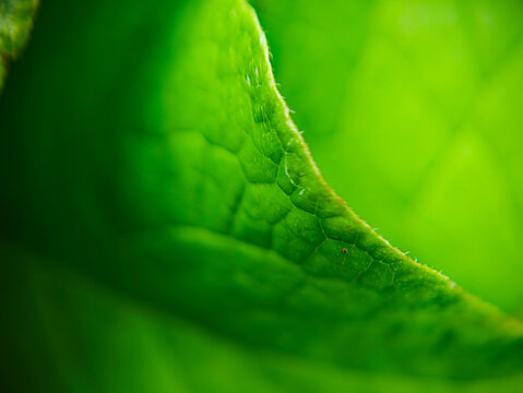 Close-up macro view of a green leaf with visible veins, fine surface texture and curved edge, photographed outdoors on June 14, 2026. Shallow depth of field creates a soft green nature background with