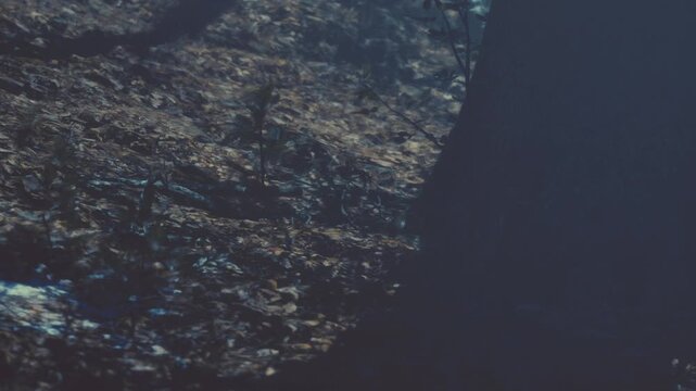 Small green plants grow on the forest floor under dim light. The scene shows leaves and shadows around the base of a tree. It appears early morning or late afternoon.