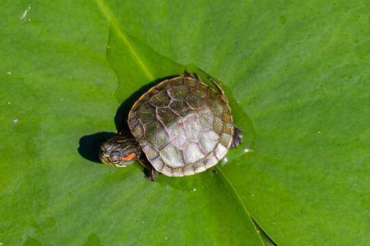 Red eared Slider on lily pad. It is a hardy freshwater turtle popular as a pet. Its sales in the pet trade have accounted for its introduction worldwide, and it is now designated an invasive species.