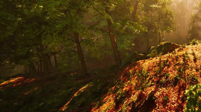 Sunlight shines through the trees in a forest. The ground is covered with leaves and branches. It is early morning, and light creates shadows on the ground.