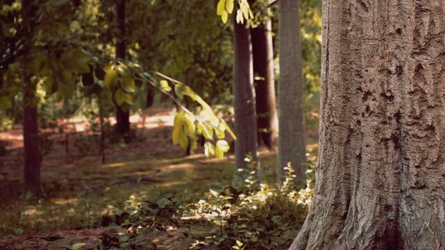 Sunlight filters through the leaves of trees in a forest. The ground is covered with plants and the bark of a large tree stands out. The scene shows natural beauty in a wooded area.