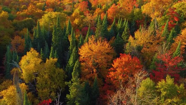 Aerial view of a vibrant autumn forest with a mix of evergreen pine trees and deciduous trees displaying brilliant fall foliage colors in shades of orange and red