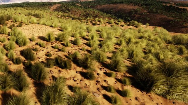 A wide view of grassland with many green shrubs and patches of dry soil can be seen. The sunlight shines down on the open land. The scene shows a natural landscape.