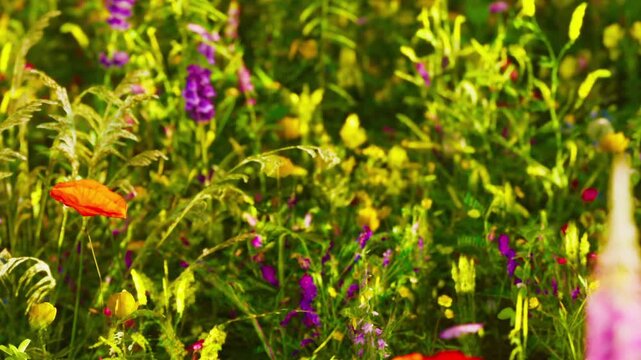 A field filled with various wildflowers is seen during springtime. The sunlight highlights the bright colors of the flowers. The scene shows nature in full bloom.